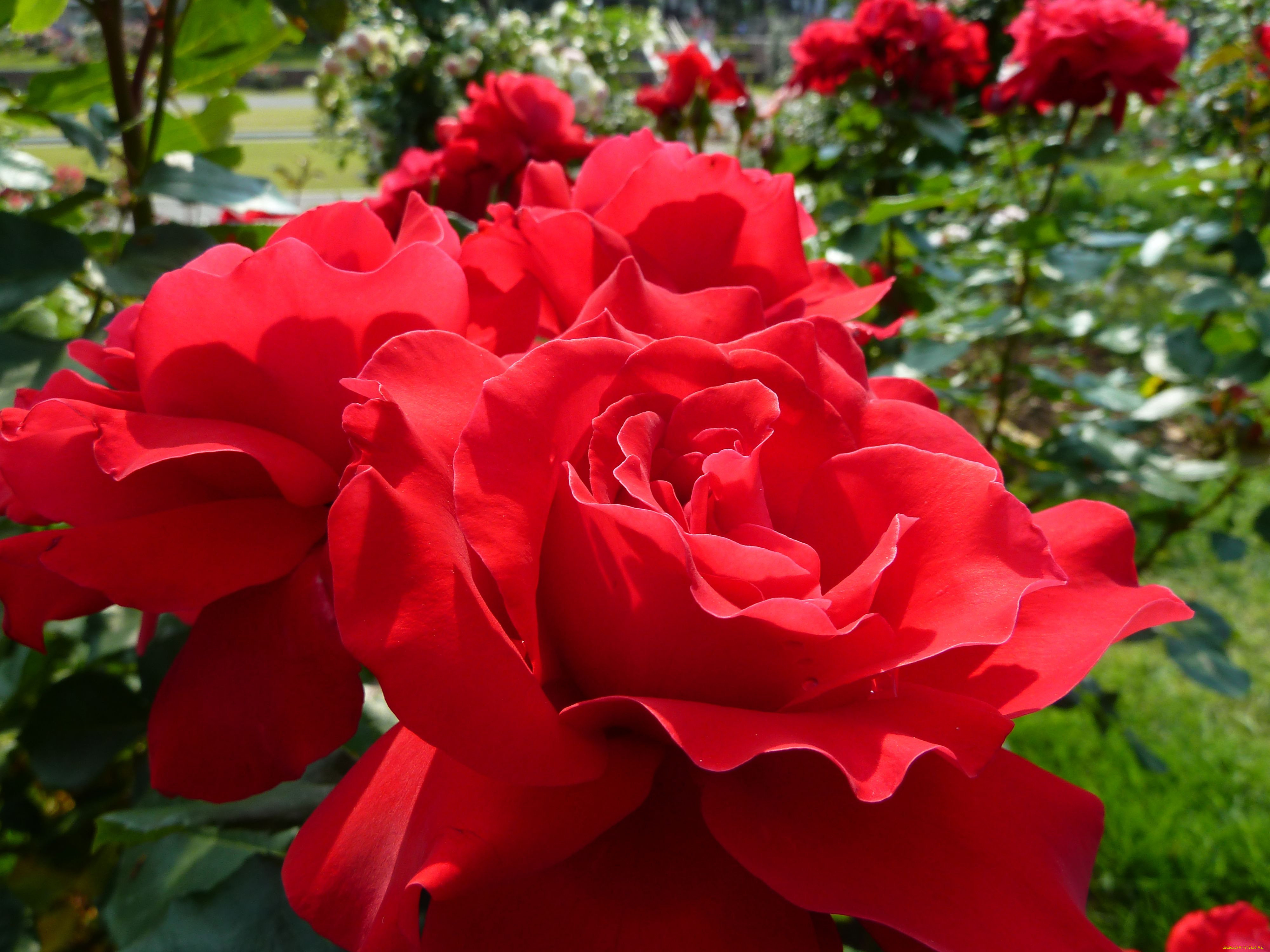 , , rose